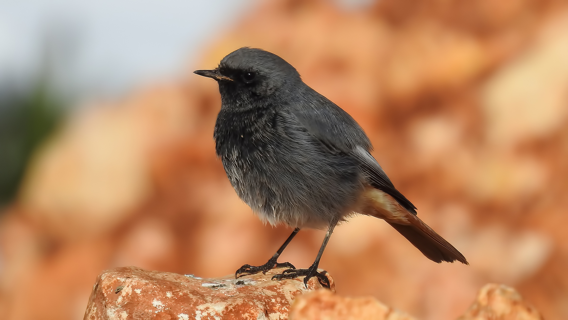 Black Redstart